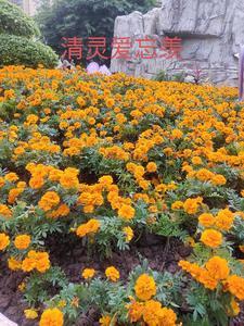 点数风云百度