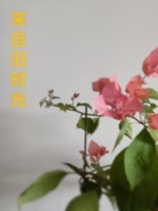 豪门炮灰开始发飙by冷耳