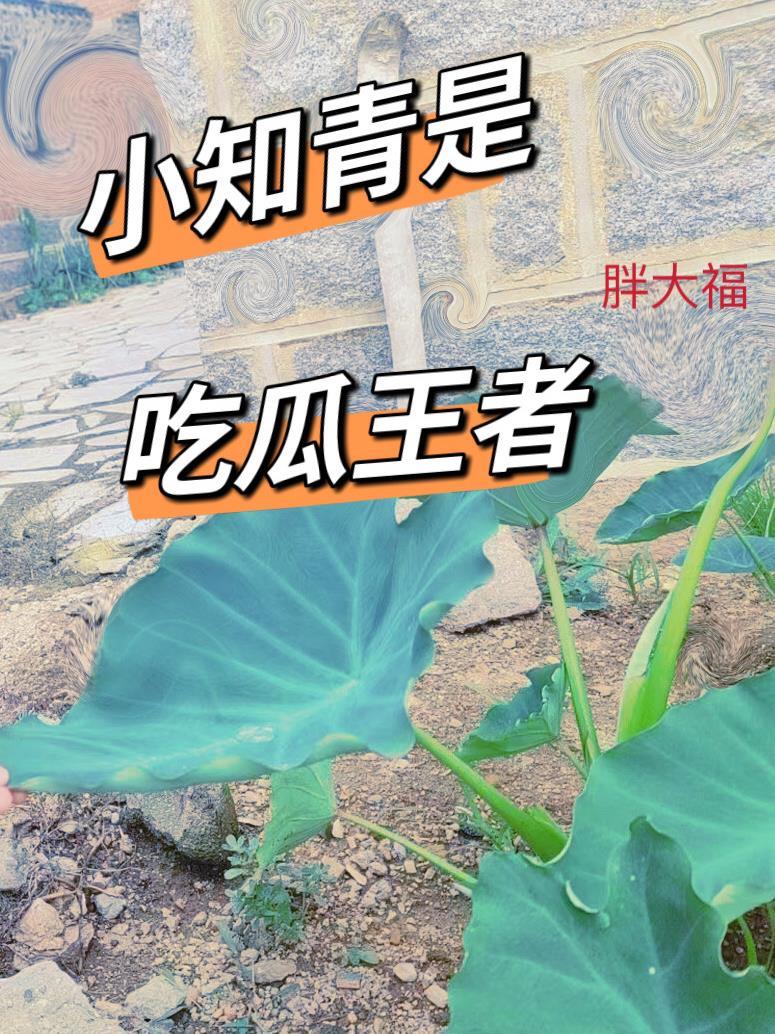 原来我是炮灰啊