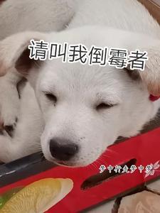 北倾的晋江文学城