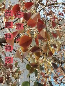 诡异从游戏开始